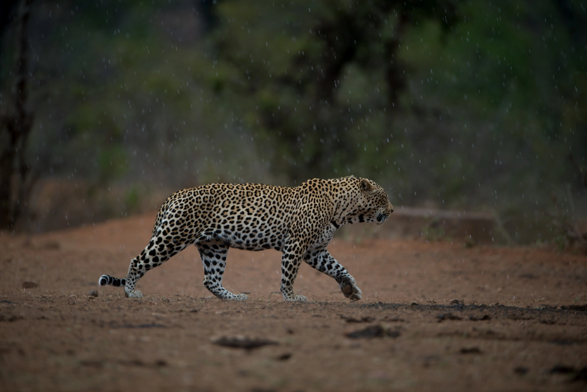 Lake Manyara National Park