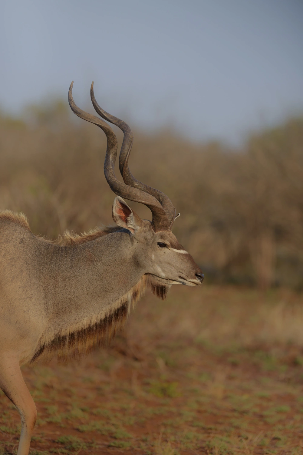 Ruaha National Park