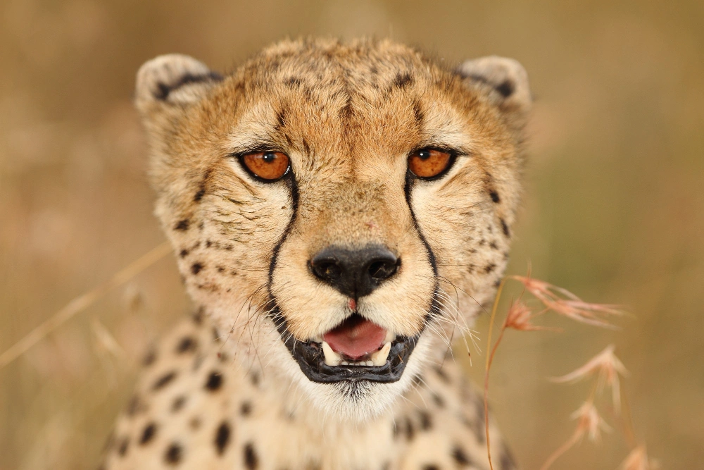 4 Days Serengeti mid-range Safari