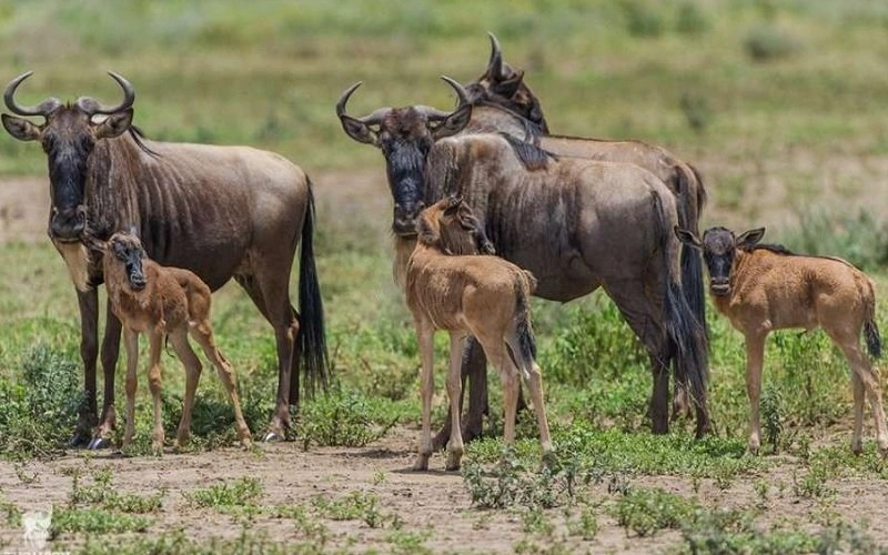 Calving season safari scenes in Ndutu