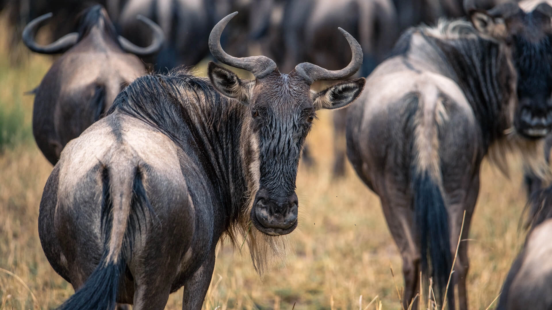 Wildebeest herds moving across Northern Serengeti plains