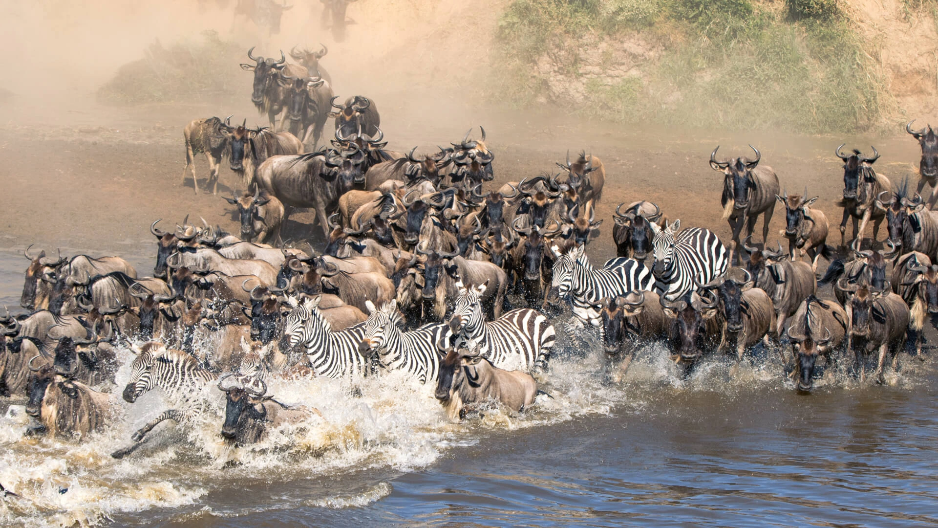 Great Migration herds moving through Northern Serengeti plains