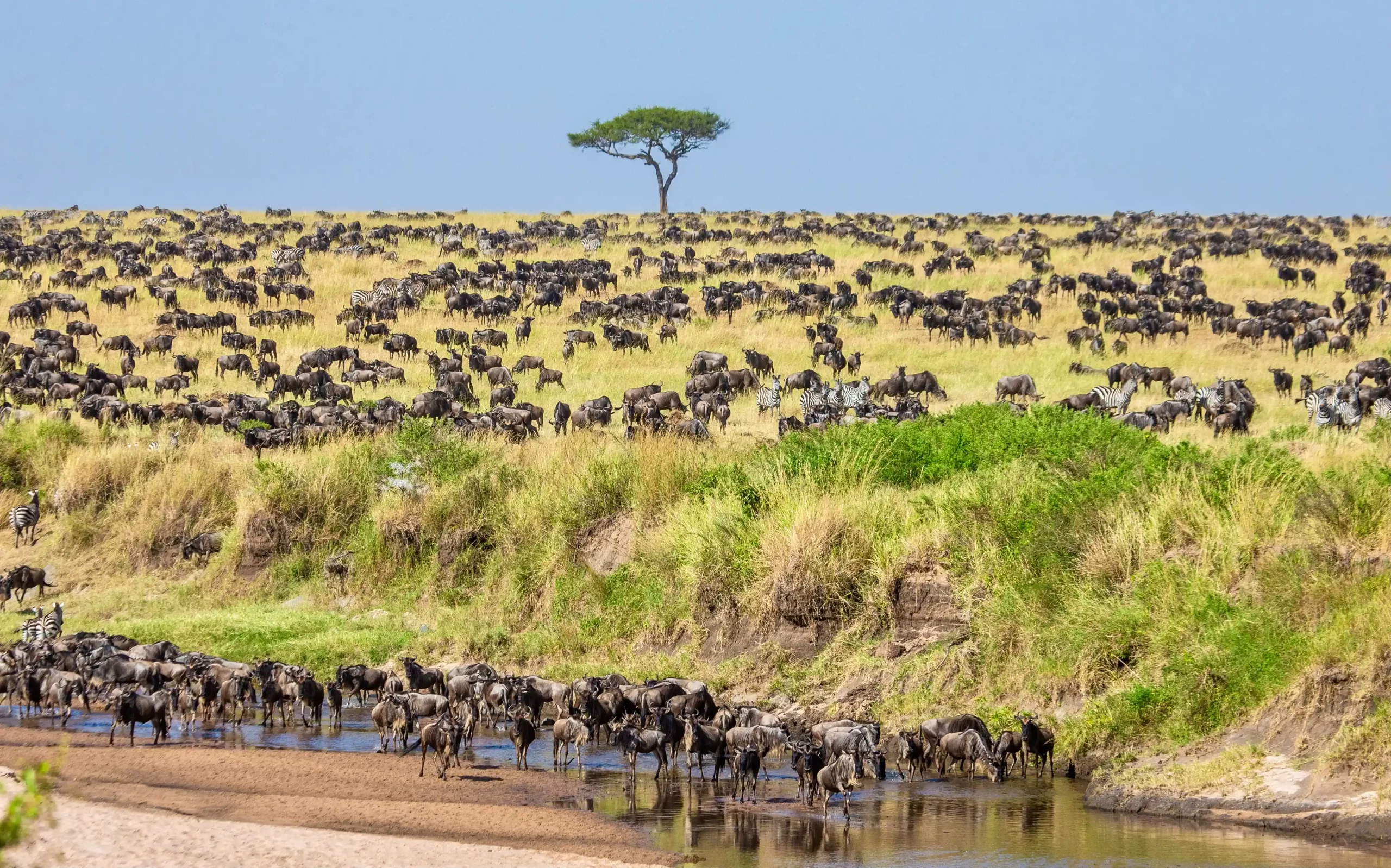 Wildebeest calving in Ndutu plains