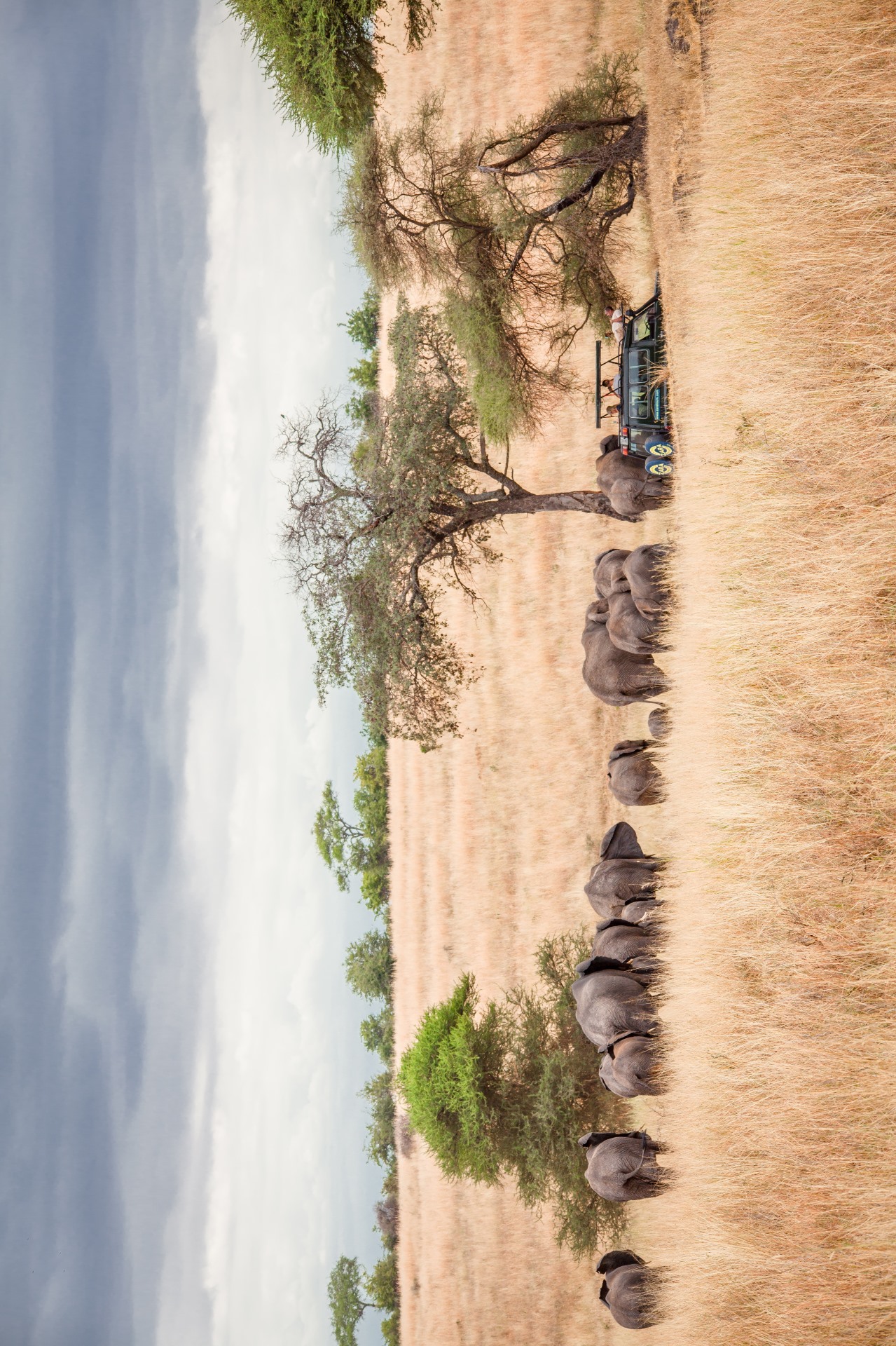 Tarangire Elephants and Baobabs